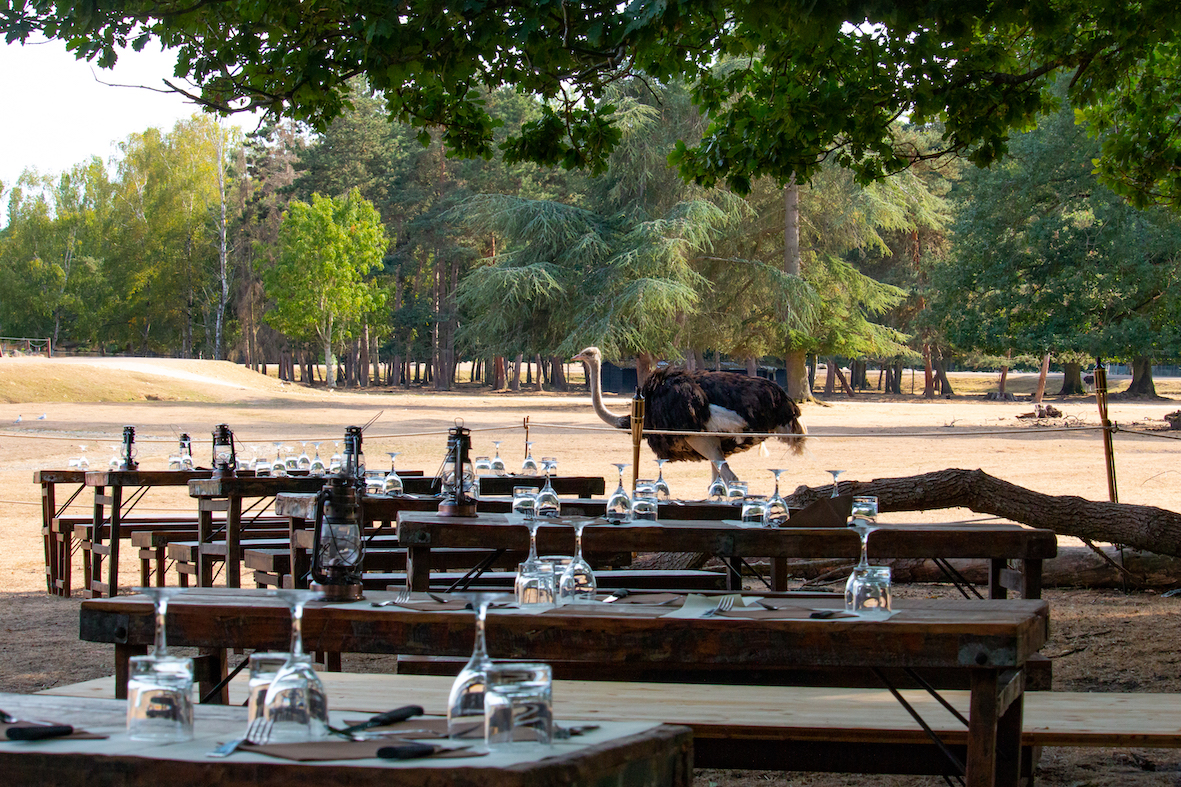 Le parc de Thoiry organise d’incroyables dîners au milieu de la savane africaine !